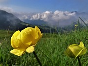 17 Primi Trollius europaeus (Botton d'oro) al sole ma con vista in Cima Alben coperta da nuvole